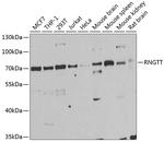 HCE Antibody in Western Blot (WB)