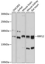 RRP12 Antibody in Western Blot (WB)