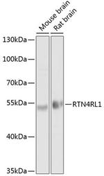 RTN4RL1 Antibody in Western Blot (WB)