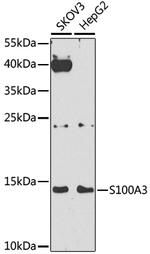 S100A3 Antibody in Western Blot (WB)