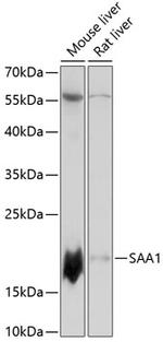 SAA Antibody in Western Blot (WB)