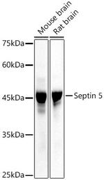 SEPT5 Antibody in Western Blot (WB)