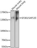 SF3B3 Antibody in Western Blot (WB)