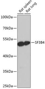 SF3B4 Antibody in Western Blot (WB)