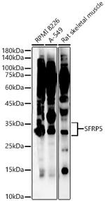 SFRP5 Antibody in Western Blot (WB)