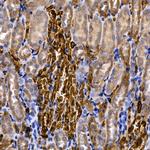 SLC14A1 Antibody in Immunohistochemistry (Paraffin) (IHC (P))