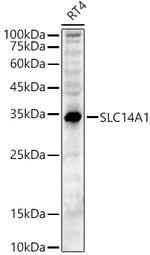 SLC14A1 Antibody in Western Blot (WB)