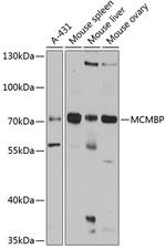 MCMBP Antibody in Western Blot (WB)