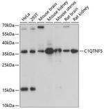 CTRP5 Antibody in Western Blot (WB)