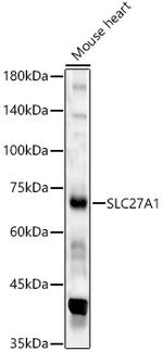 SLC27A1 Antibody in Western Blot (WB)