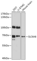 SLC6A8 Antibody in Western Blot (WB)