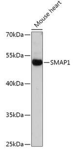 SMAP1 Antibody in Western Blot (WB)