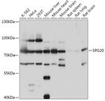 SPG20 Antibody in Western Blot (WB)