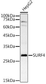 SURF4 Antibody in Western Blot (WB)