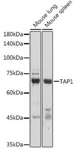 TAP1 Antibody in Western Blot (WB)