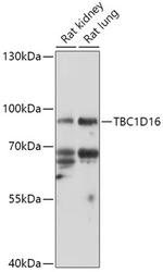 TBC1D16 Antibody in Western Blot (WB)