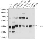 TBCC Antibody in Western Blot (WB)