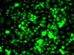 ELOA Antibody in Immunocytochemistry (ICC/IF)