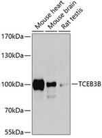 ELOA2 Antibody in Western Blot (WB)