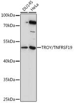 TNFRSF19 Antibody in Western Blot (WB)