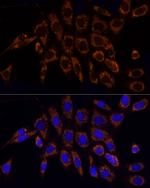 TOM20 Antibody in Immunocytochemistry (ICC/IF)