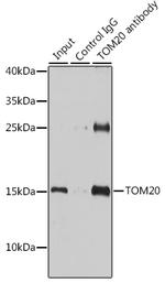 TOM20 Antibody in Immunoprecipitation (IP)