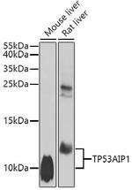 p53AIP1 Antibody in Western Blot (WB)