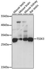 TSSK3 Antibody in Western Blot (WB)