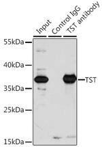 TST Antibody in Immunoprecipitation (IP)