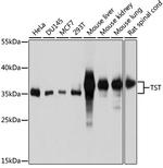 TST Antibody in Western Blot (WB)