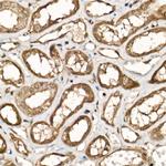 UCHL5 Antibody in Immunohistochemistry (Paraffin) (IHC (P))