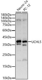 UCHL5 Antibody in Western Blot (WB)