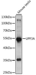 UPF3A Antibody in Western Blot (WB)