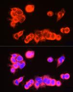 USP18 Antibody in Immunocytochemistry (ICC/IF)