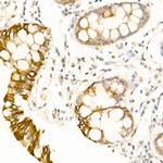 USP18 Antibody in Immunohistochemistry (Paraffin) (IHC (P))