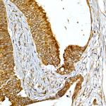 VAPB Antibody in Immunohistochemistry (Paraffin) (IHC (P))