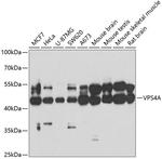 VPS4A Antibody in Western Blot (WB)