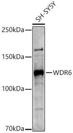 WDR6 Antibody in Western Blot (WB)