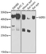 WIPI1 Antibody in Western Blot (WB)