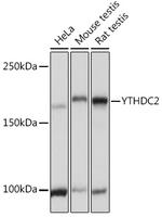 YTHDC2 Antibody in Western Blot (WB)