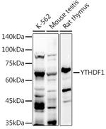 YTHDF1 Antibody in Western Blot (WB)