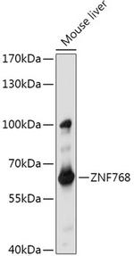 ZNF768 Antibody in Western Blot (WB)