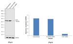 COX1 Antibody in Western Blot (WB)