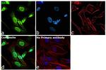 BMI-1 Antibody in Immunocytochemistry (ICC/IF)