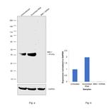 BMI-1 Antibody in Western Blot (WB)