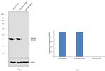 PRAS40 Antibody in Western Blot (WB)