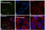 NPY Antibody in Immunocytochemistry (ICC/IF)