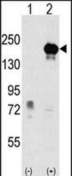 EHMT1 Antibody in Western Blot (WB)