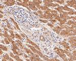 Follicle Stimulating Hormone Antibody in Immunohistochemistry (Paraffin) (IHC (P))