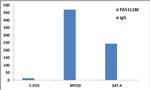 Histone H3 Antibody